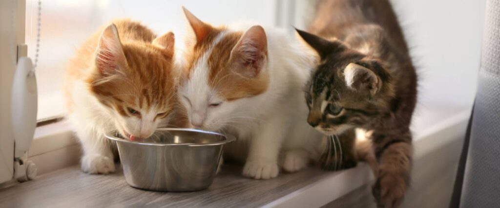 what can cats eat