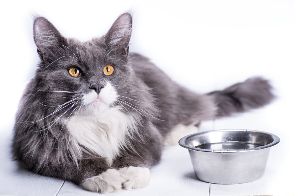 healthy cat food