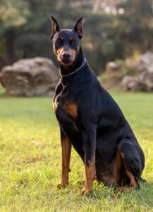 top guard dog in India.