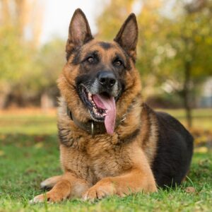 top 10 dog breeds in India