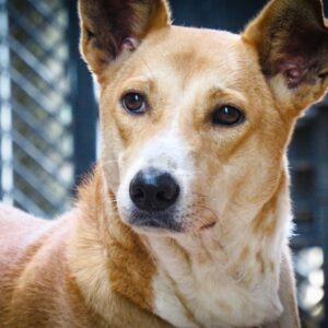 best native dog breed in India