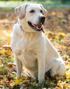 one of the most popular dog breeds in India.