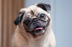 best small breed for Indian homes