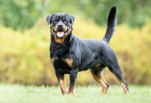 powerful and popular dog in India.