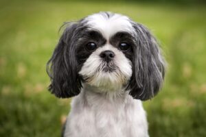 popular toy breed in India.