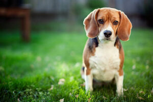 one of the most loved dog breeds in India.