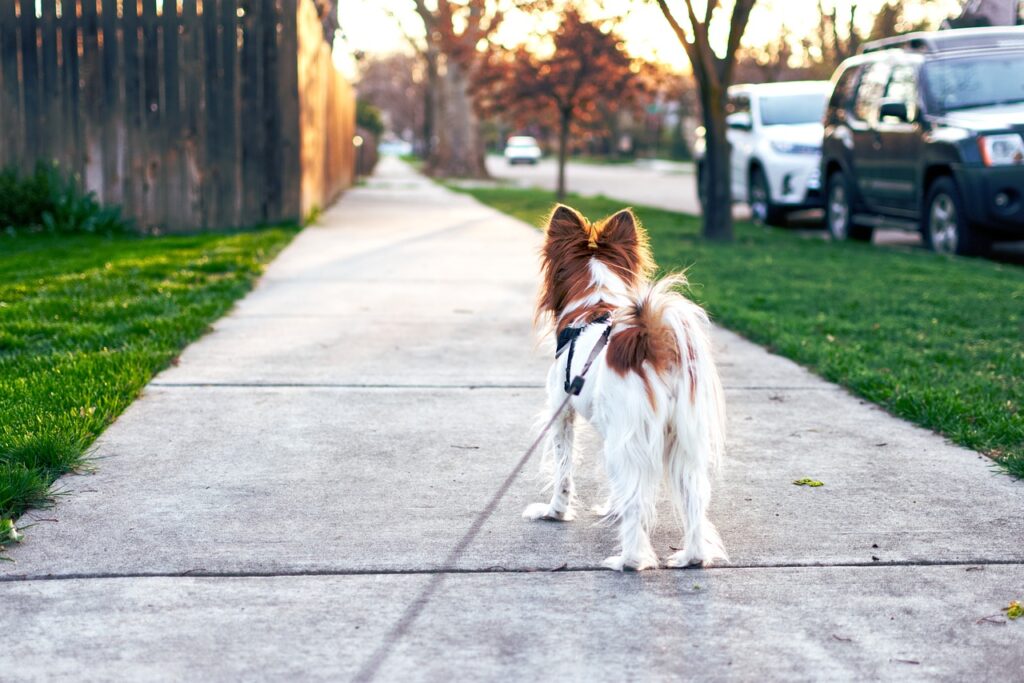 Dog walking service in vijayawada