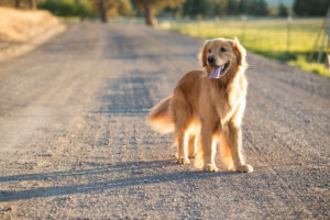dog walking services in vijayawada