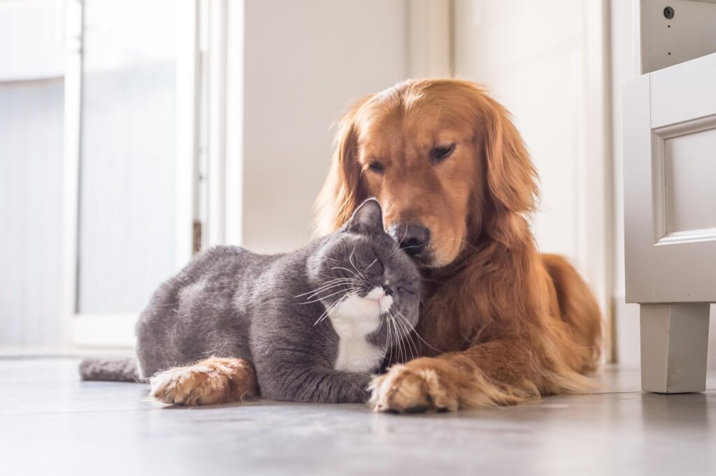 how to choose the right home boarding for pets