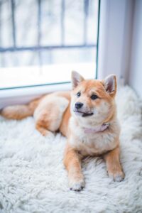 Best pet care services in vijayawada