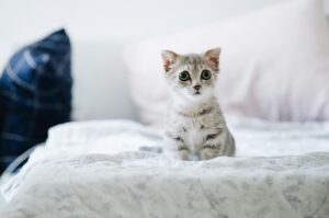 Cat grooming service in Vijayawada