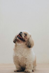 dog care center in vijayawada