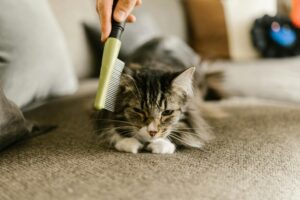 cat care services in vijayawada