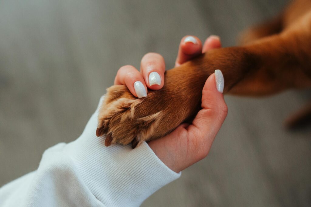 Pet boarding in Vijayawada