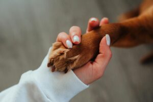 Pet boarding in Vijayawada
