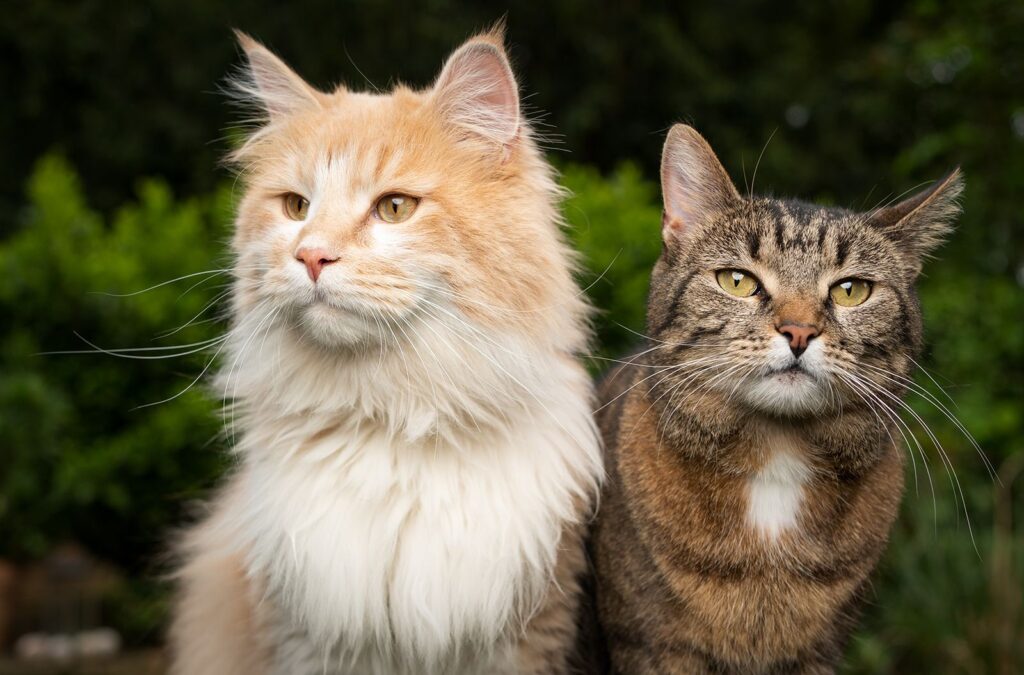 what should I feed my cat