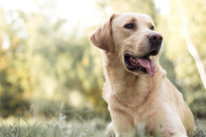 best puppies for first time owners