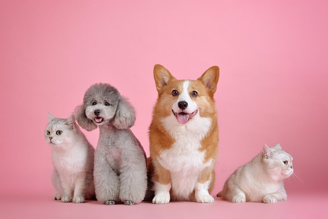Home Boarding for Pets
