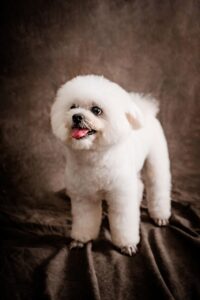 labradoodle, dog, mammal, poodle, animal, pet, domestic animal, canine, nature, portrait, photography, labradoodle, poodle, poodle, poodle, poodle, poodle, animal