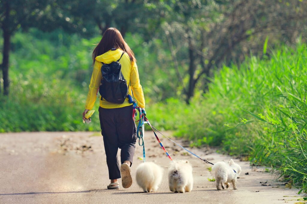 find the perfect dog walker