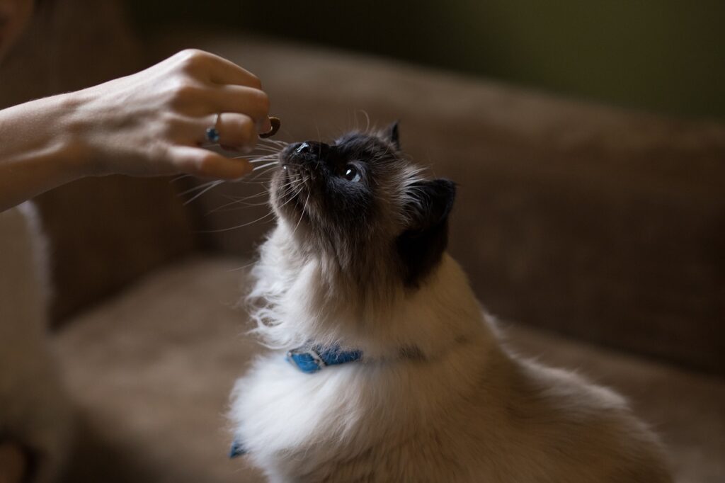 couch, cat, nature, animal, pet, eating, hand, brown eating, brown couch