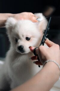 Grooming a dog at home