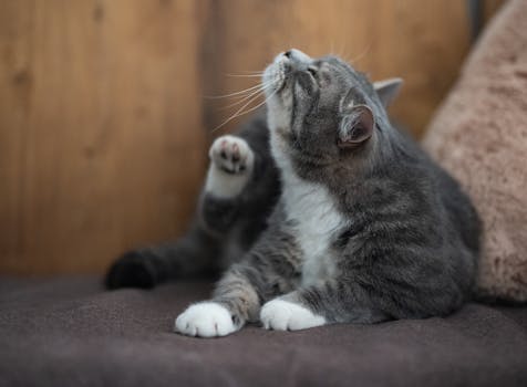 stop cat scratching furniture