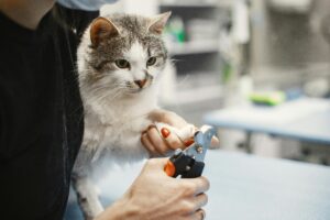 professional pet grooming