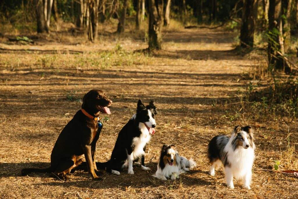 dog boarding service in vijayawada