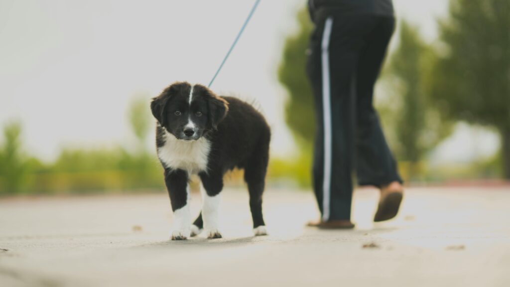 best dog walkers in vijayawada